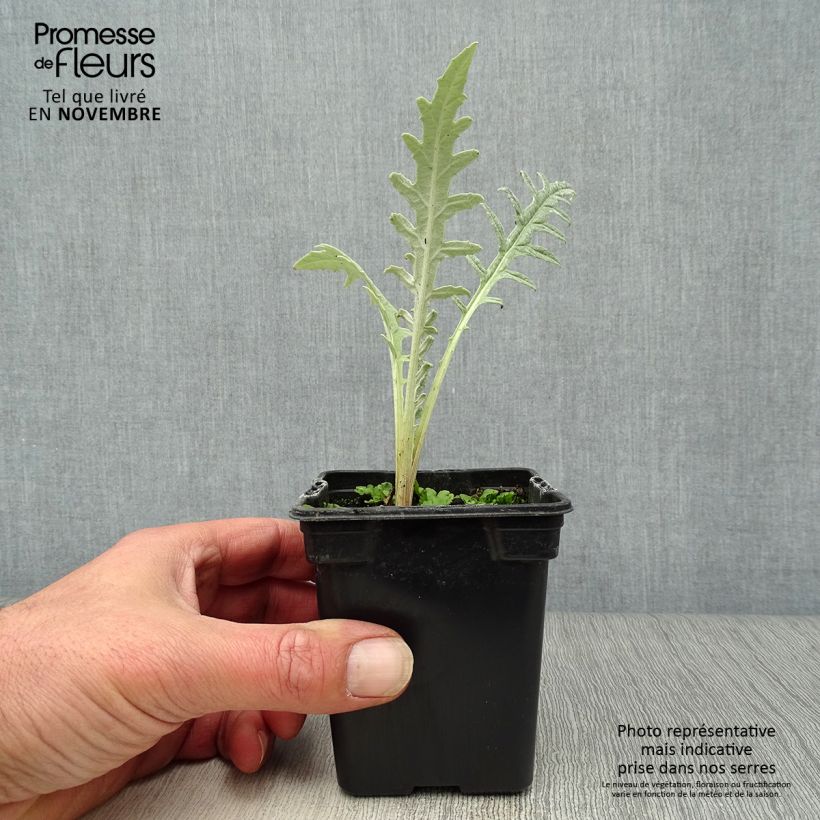 Spécimen de Artichaut Violet de Provence en godet - Cynara scolymus Godet de 7/8 cm tel que livré en automne