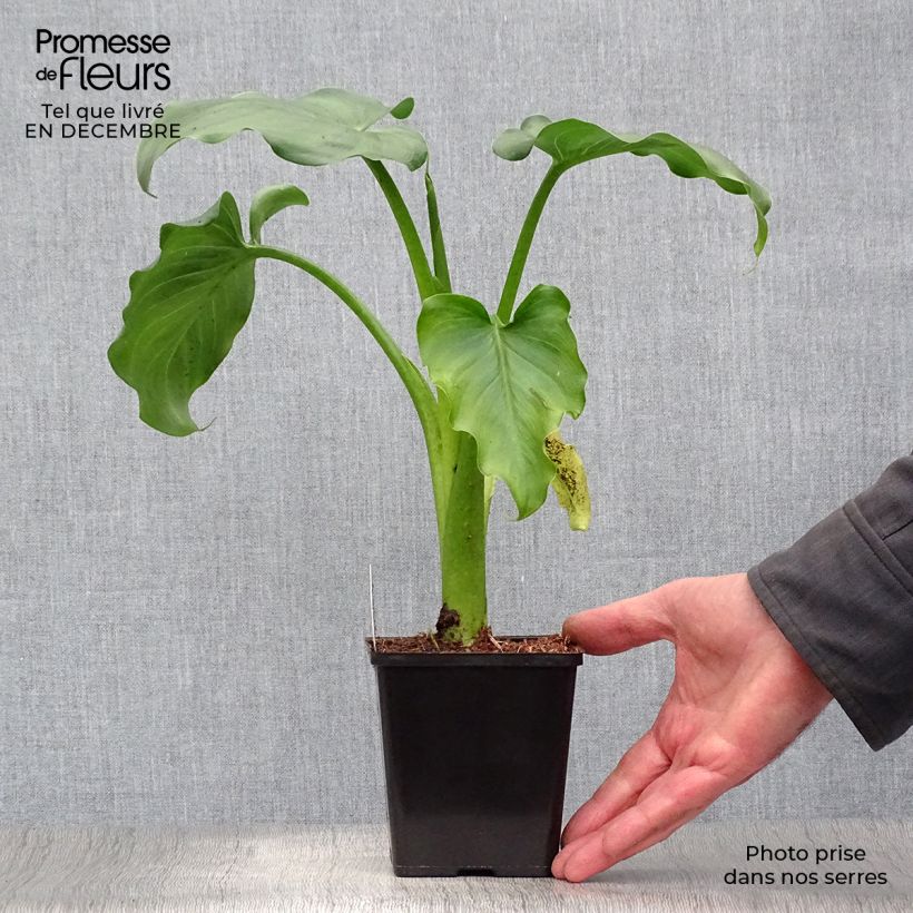 Spécimen de Arum ou Calla blanc - Zantedeschia aethiopica Godet de 8/9 cm tel que livré en hiver
