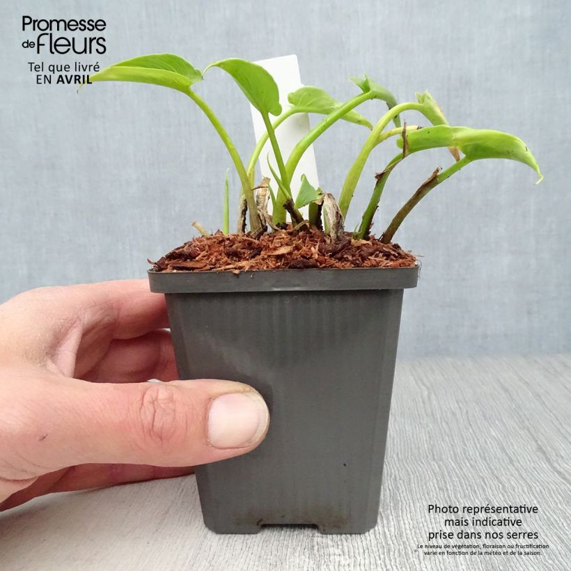 Spécimen de Arum ou Calla blanc - Zantedeschia aethiopica Godet de 8/9 cm tel que livré au printemps