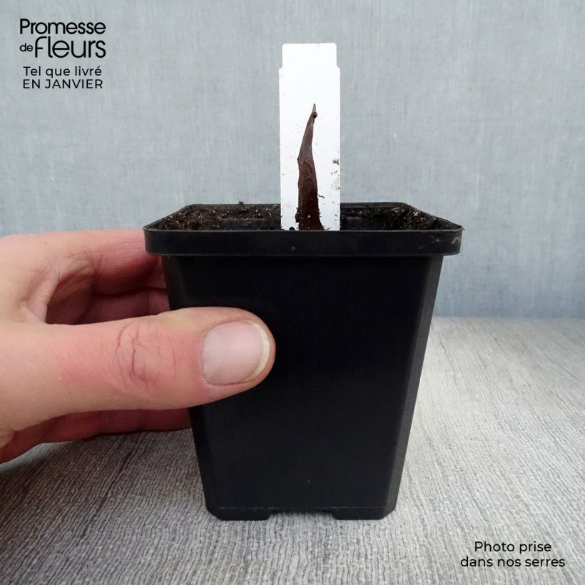 Spécimen de Arum ou Calla palustris Godet de 8/9 cm tel que livré en hiver