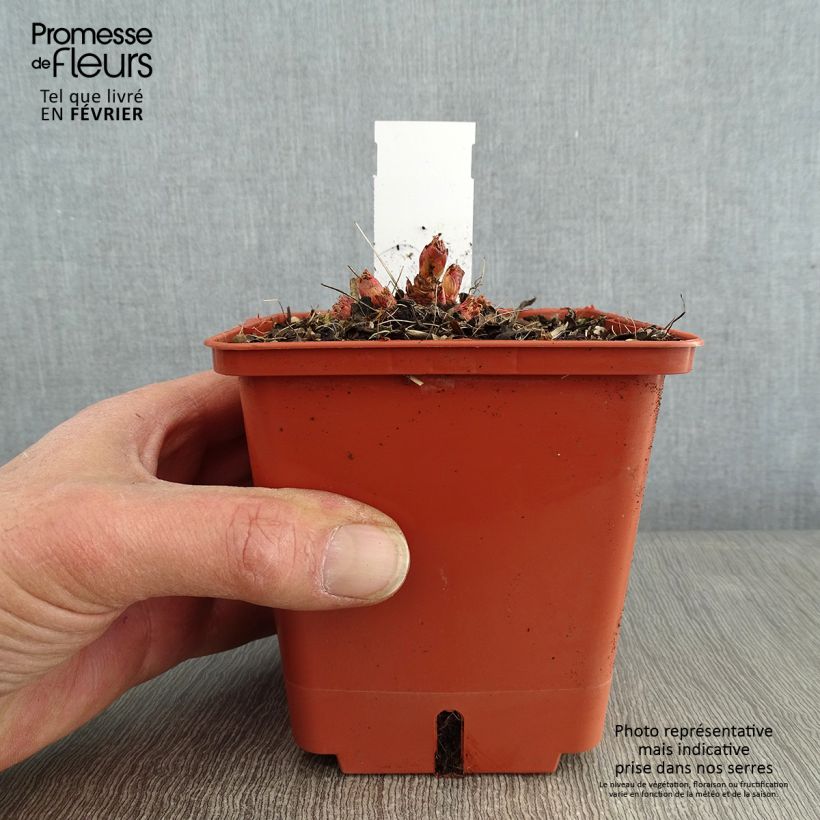 Spécimen de Aruncus Chantilly Lace - Barbe de bouc Pot de 1L/1,5L tel que livré en hiver