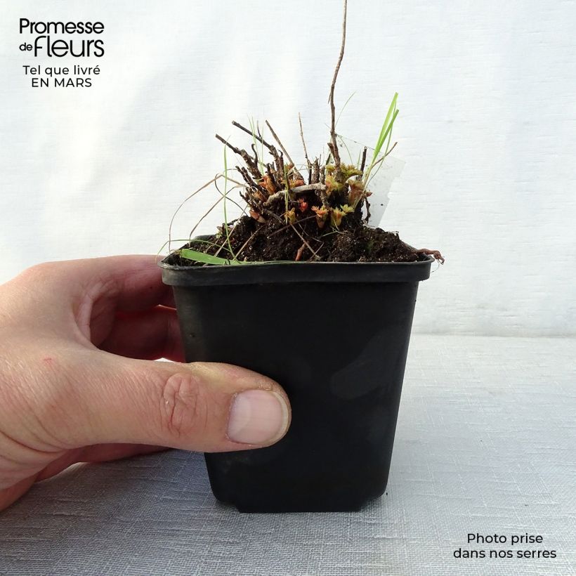 Aruncus aethusifolius - Dwarf Goat's Beard 8/9 cm pot sample as delivered in spring