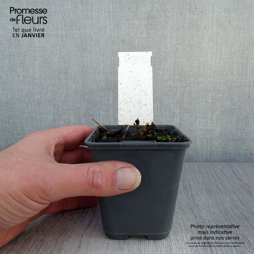 Spécimen de Aruncus diocus var. kamtschaticus, Barbe de Bouc Godet de 8/9 cm tel que livré en hiver