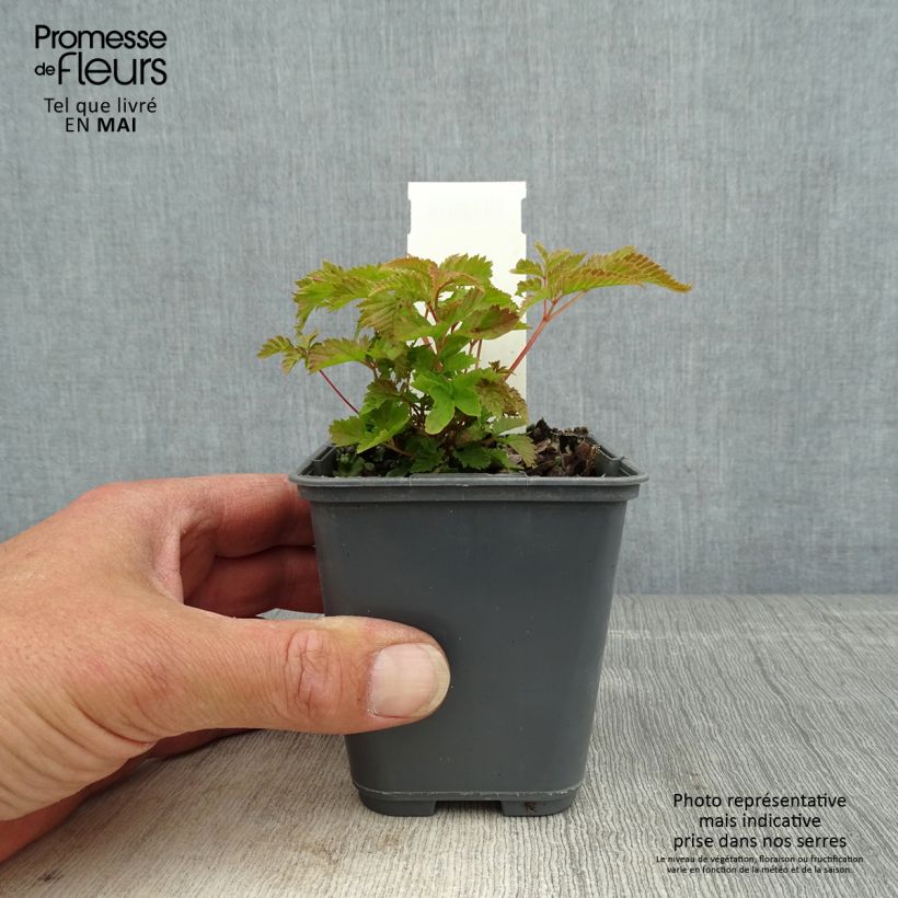 Aruncus dioicus var. kamtschaticus - Barba di capra Vasetto da 8/9 cm esemplare consegnato in primavera