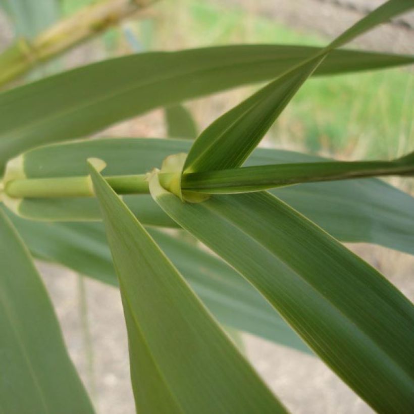 Arundo donax - Canne de Provence (Feuillage)