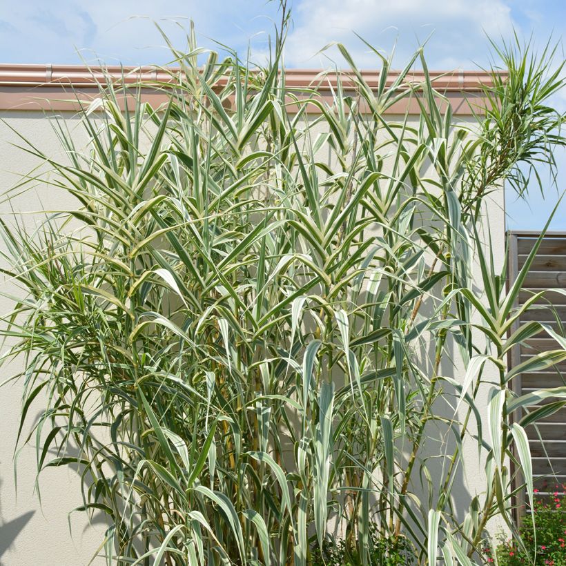 Arundo donax Ely - Canne de Provence (Port)