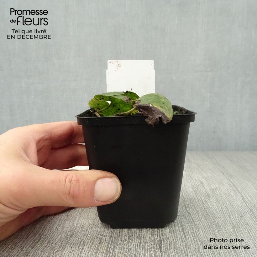 Spécimen de Asarum europaeum - Asaret d'Europe Godet de 8/9 cm tel que livré en hiver