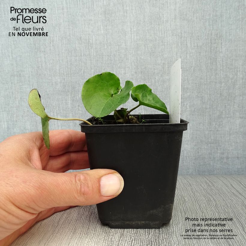 Spécimen de Asarum europaeum - Asaret d'Europe Godet de 8/9 cm tel que livré en automne