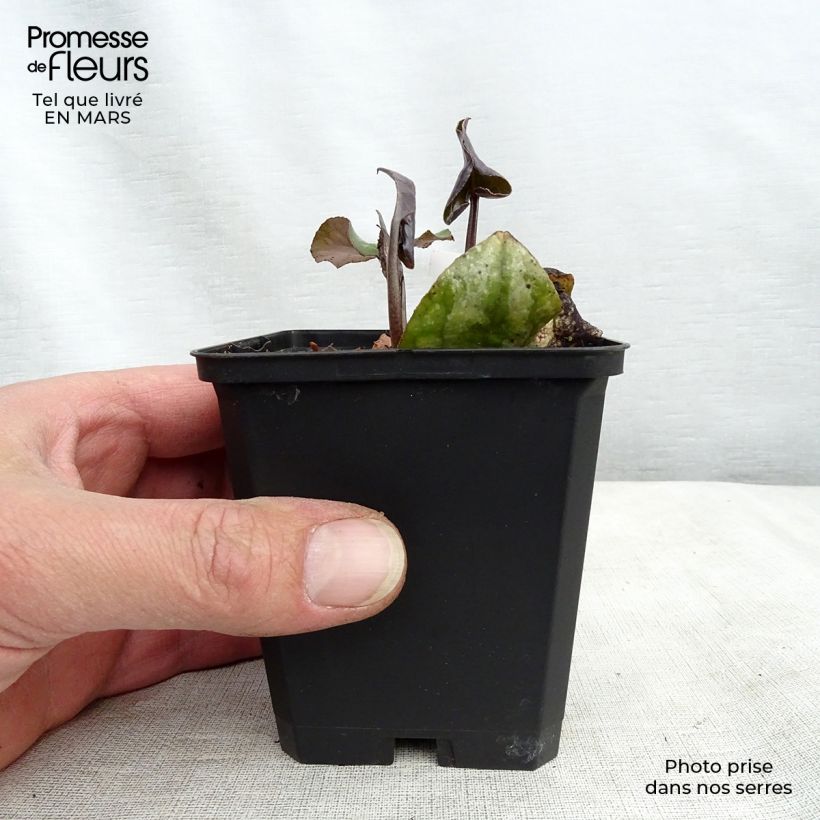 Spécimen de Asarum maximum Ling Ling - Asaret Godet de 8/9 cm tel que livré au printemps