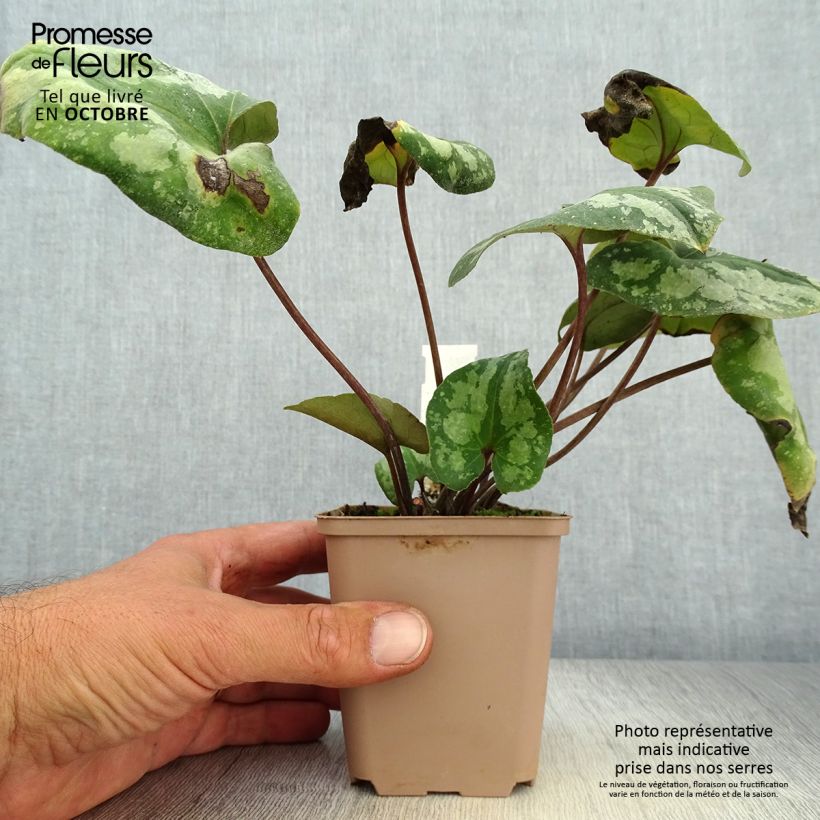 Spécimen de Asarum splendens - Asaret Godet de 8/9 cm tel que livré en automne