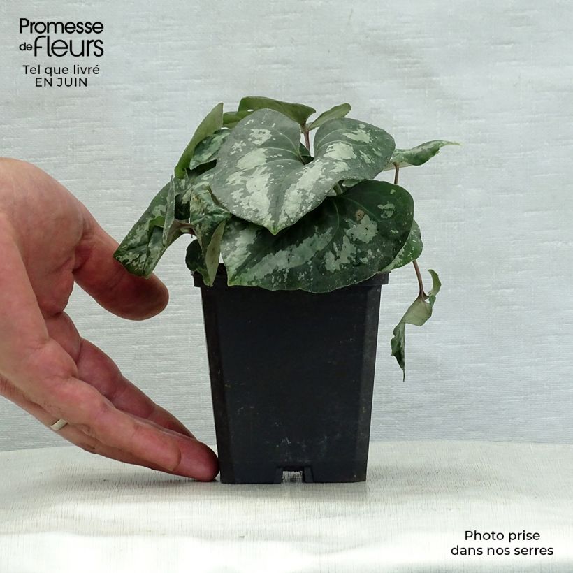 Spécimen de Asarum splendens - Asaret Godet de 8/9 cm tel que livré en été