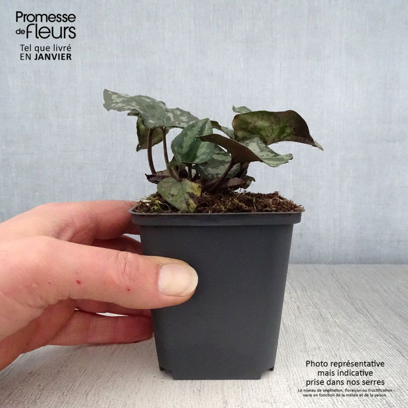 Spécimen de Asarum splendens - Asaret Godet de 8/9 cm tel que livré en hiver