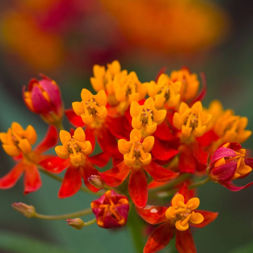 Asclepias curassavica (Floração)