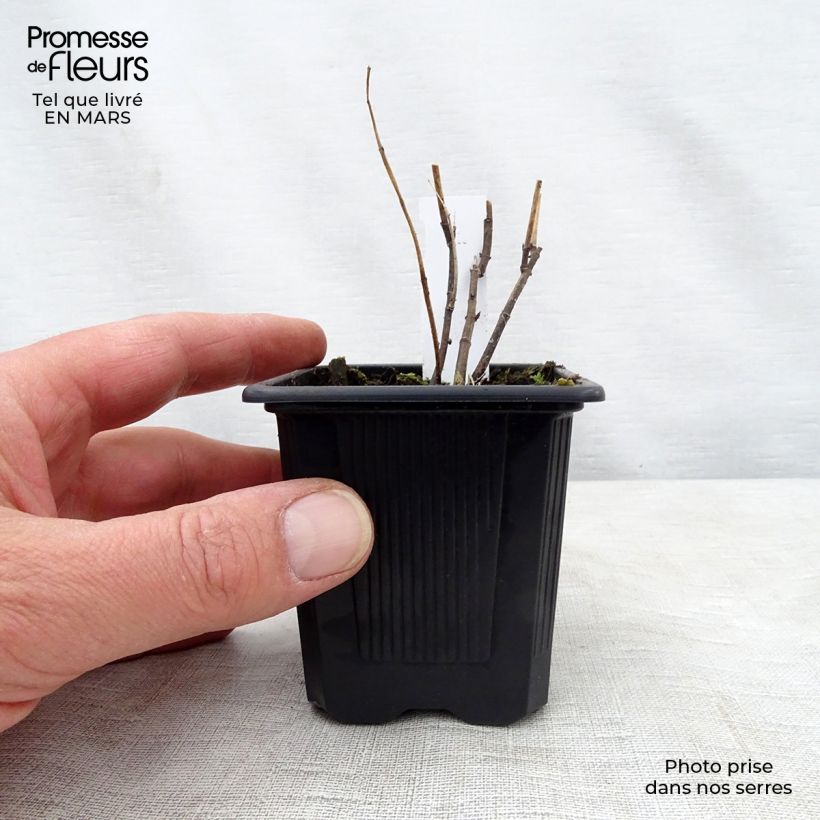 Spécimen de Asclepias incarnata - Asclépiade Godet de 8/9 cm tel que livré au printemps