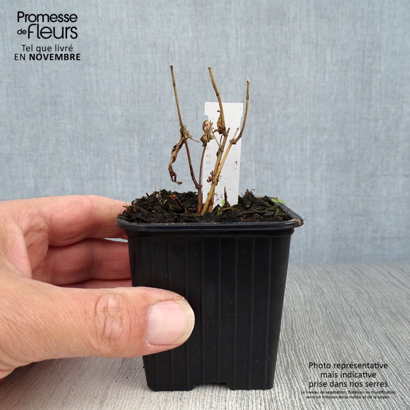Spécimen de Asclepias incarnata - Asclépiade Godet de 8/9 cm tel que livré en automne