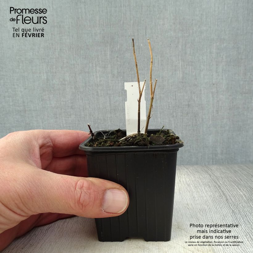 Spécimen de Asclepias incarnata - Asclépiade Godet de 8/9 cm tel que livré en hiver