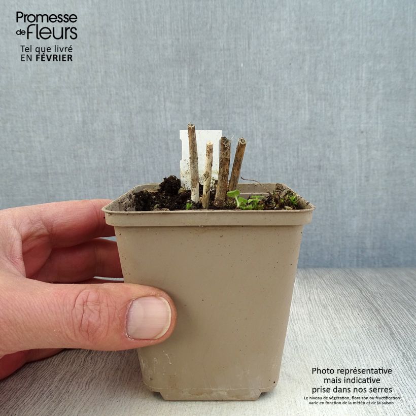 Spécimen de Asclepias incarnata Ice Ballet - Asclépiade Godet de 8/9 cm tel que livré en hiver