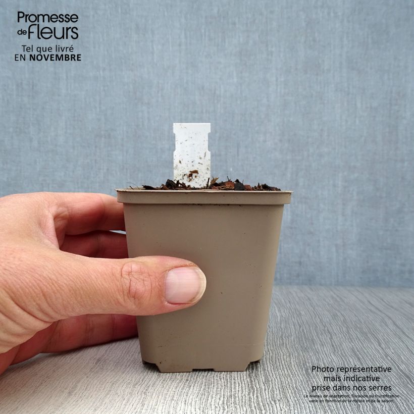 Spécimen de Asclepias tuberosa - Asclépiade tubéreuse Godet de 7/8 cm tel que livré en automne