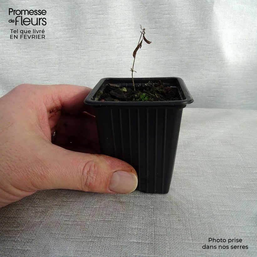 Spécimen de Asclepias tuberosa - Asclépiade tubéreuse Godet de 7/8 cm tel que livré en hiver