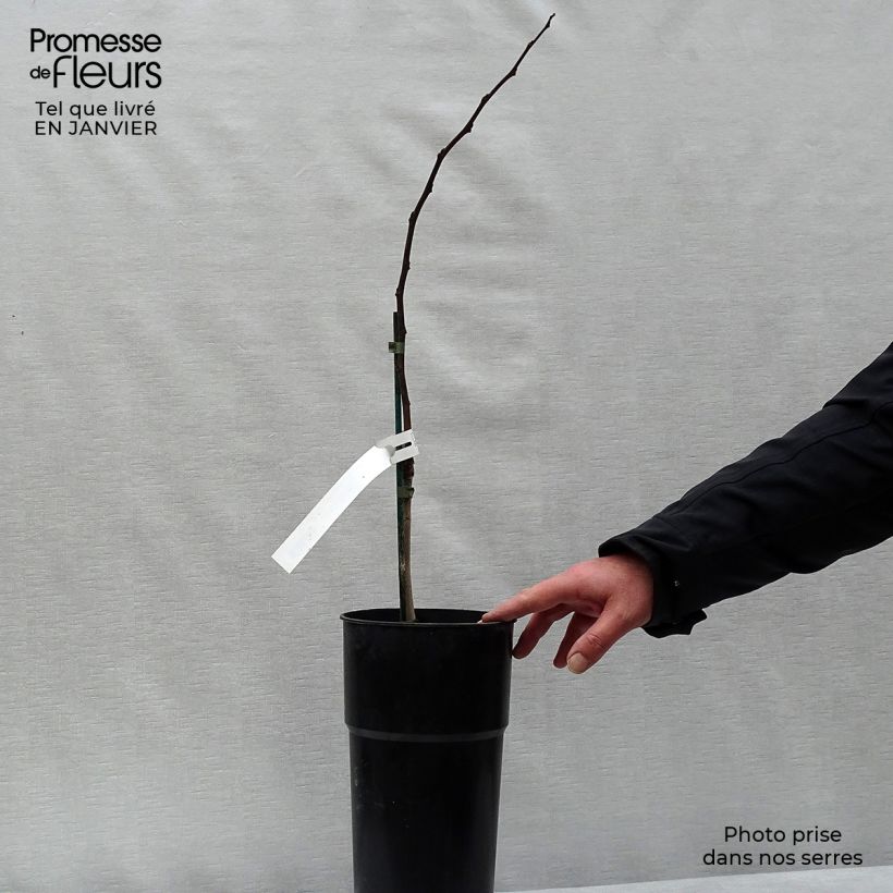 Spécimen de Asimina Prima 1216 - Pawpaw Pot de 4L/5L tel que livré en hiver