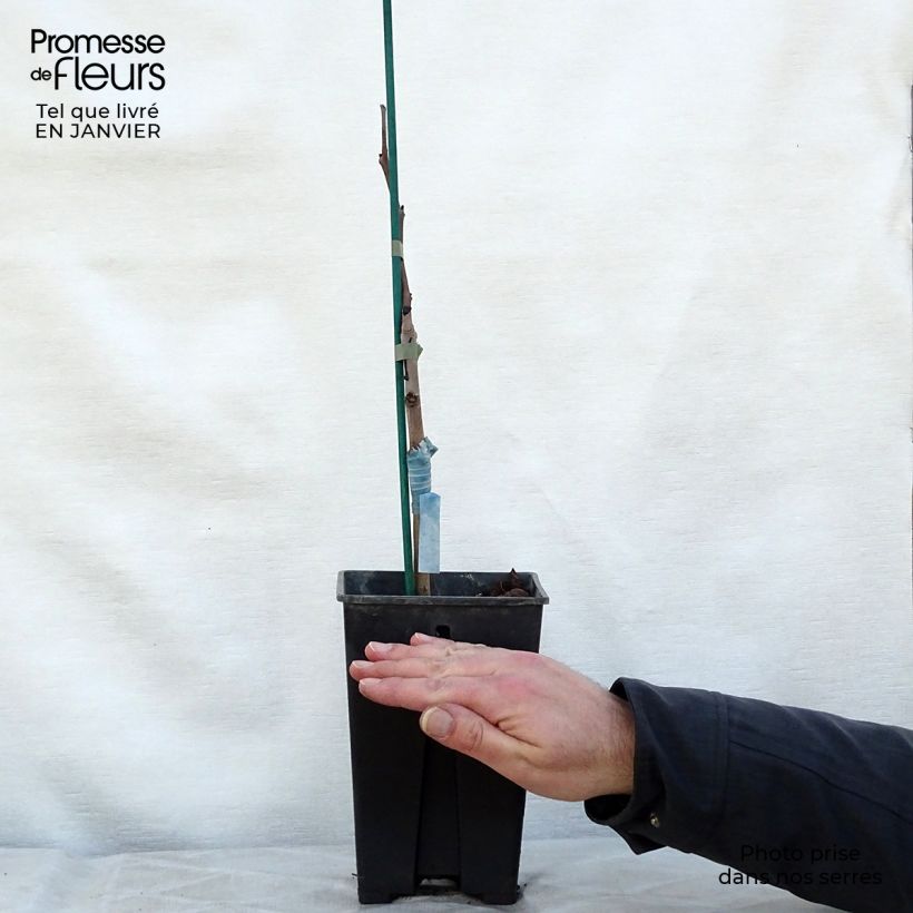 Spécimen de Asimina Prima 1216 - Pawpaw Pot de 2L/3L tel que livré en hiver