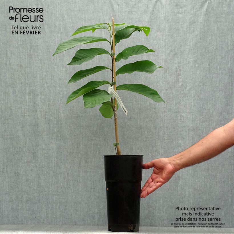 Spécimen de Asimina Prima 1216 - Pawpaw Pot de 4L/5L tel que livré en automne