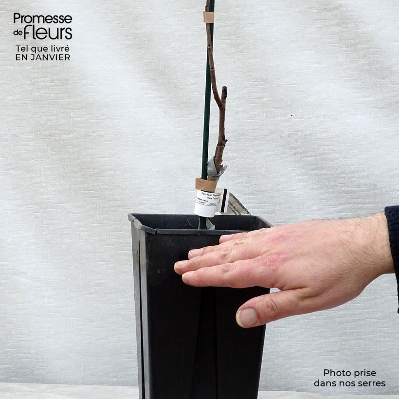 Spécimen de Asimina Sunflower - Pawpaw Pot de 2L/3L tel que livré en hiver