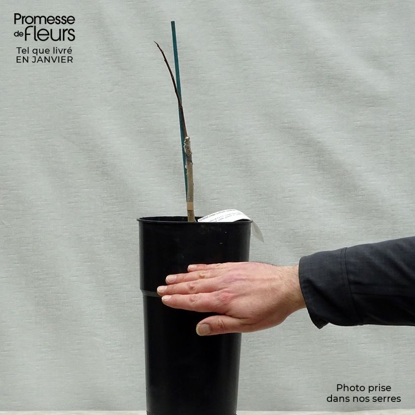 Spécimen de Asimina Sunflower - Pawpaw Pot de 4L/5L tel que livré en hiver