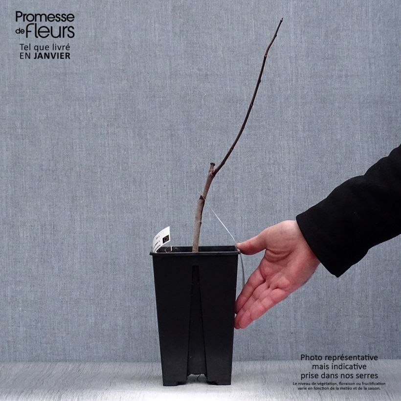 Spécimen de Asiminier, Pawpaw - Asimina triloba Overleese Pot de 3L/4L tel que livré en hiver