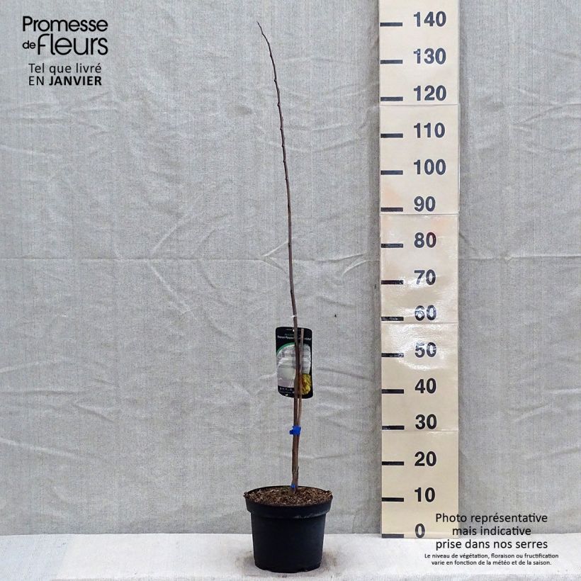 Spécimen de Asimina triloba Allegheny - Pawpaw Pot de 3L/4L tel que livré en hiver