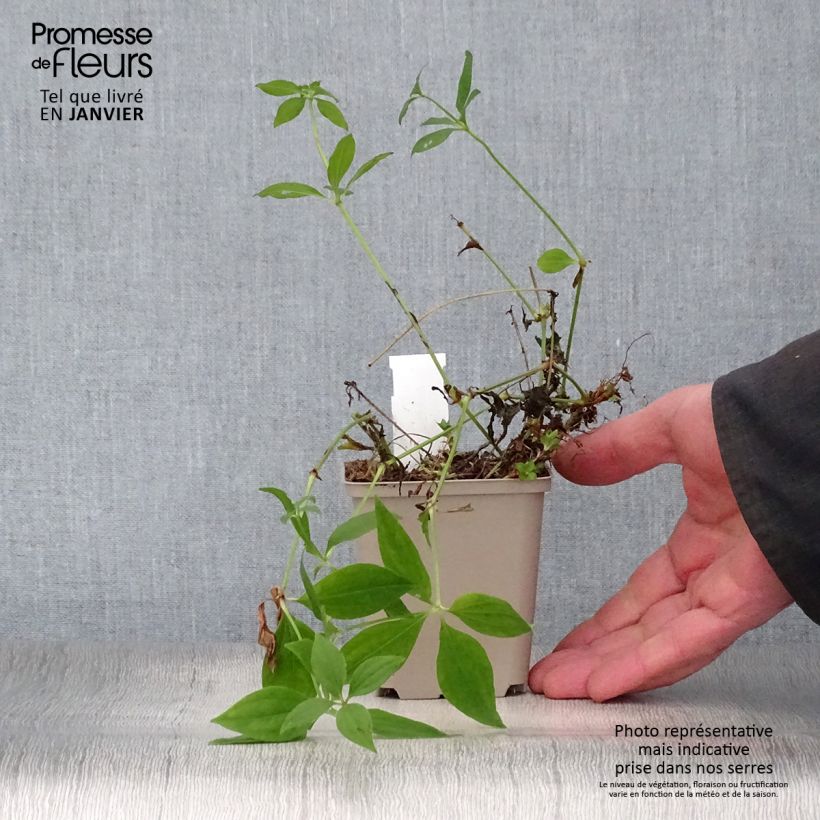 Spécimen de Asperula taurina - Aspérule de Turin Godet de 8/9 cm tel que livré en hiver