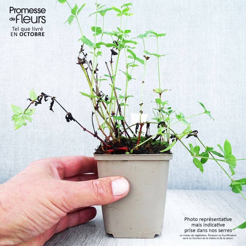 Spécimen de Asperula taurina - Aspérule de Turin Godet de 8/9 cm tel que livré en automne