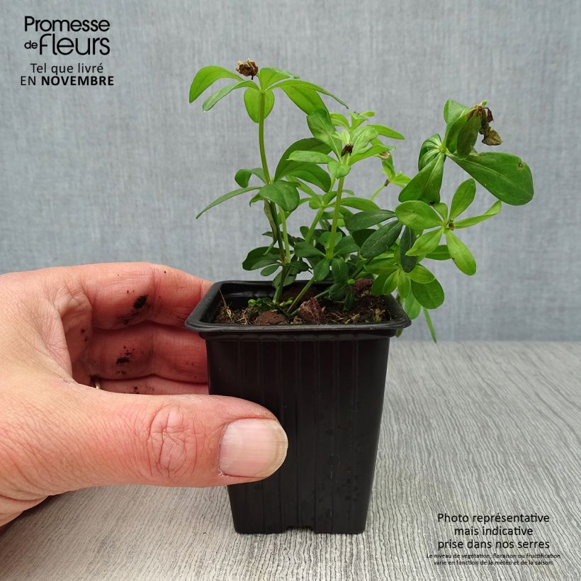 Spécimen de Aspérule odorante - Galium odoratum Godet de 7/8 cm tel que livré en automne
