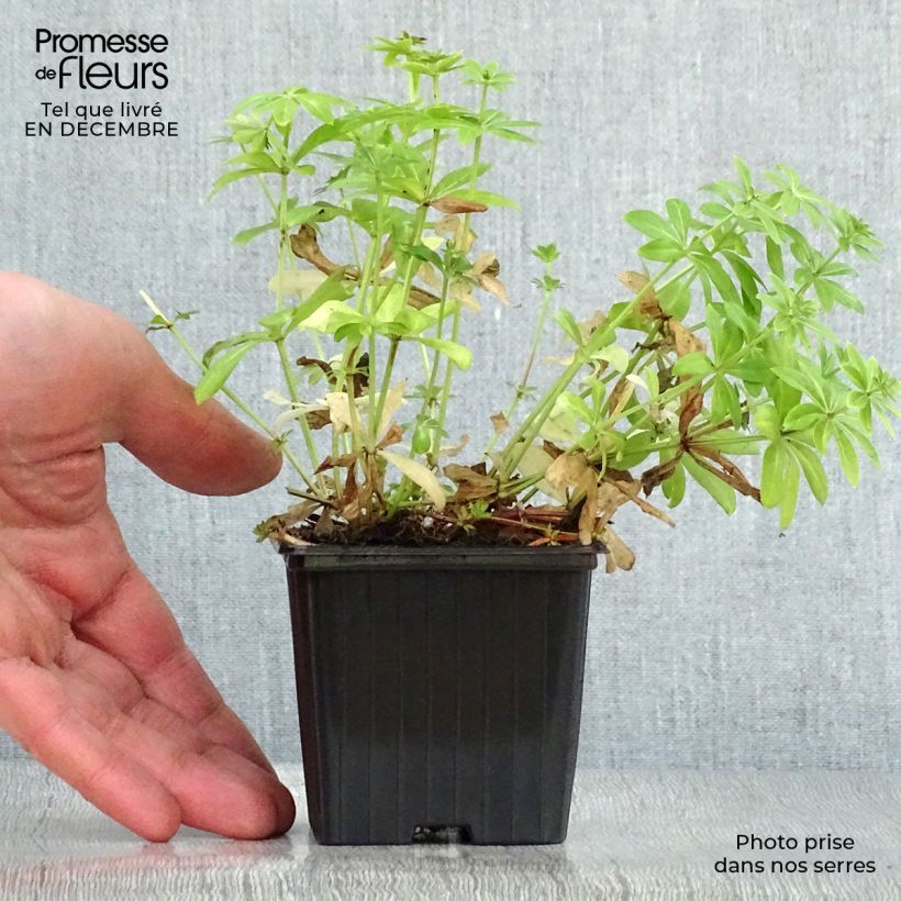 Spécimen de Aspérule odorante - Galium odoratum Godet de 7/8 cm tel que livré en hiver