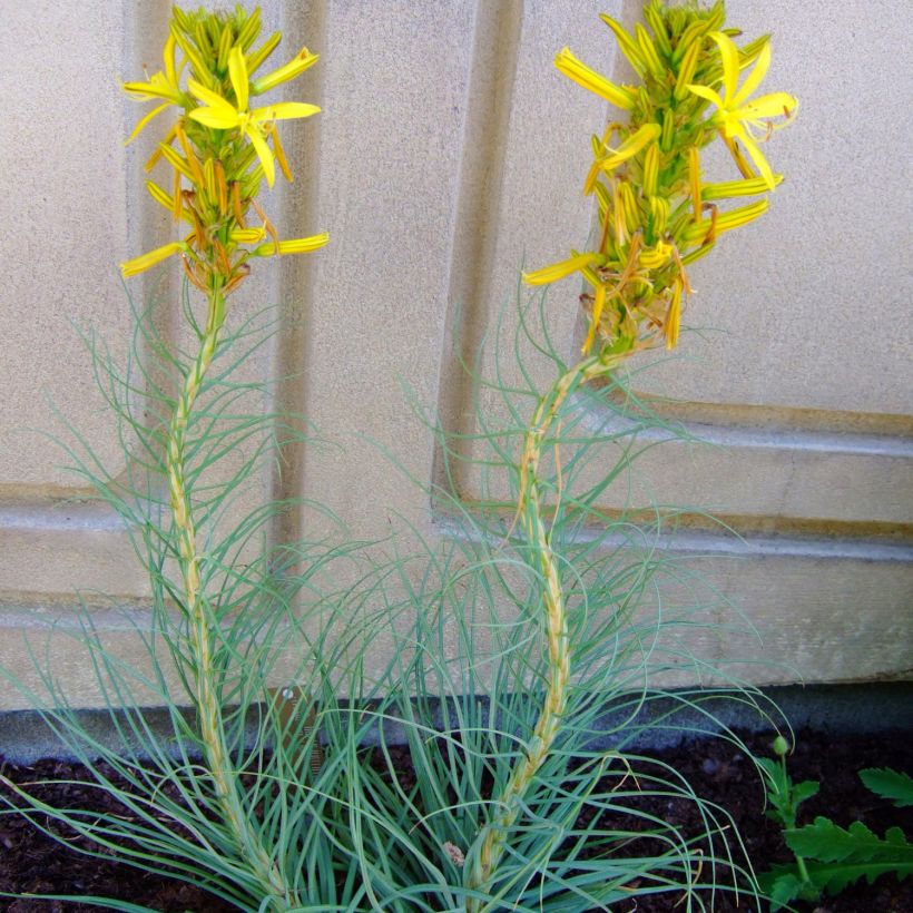 Asphodeline liburnica (Hábito)