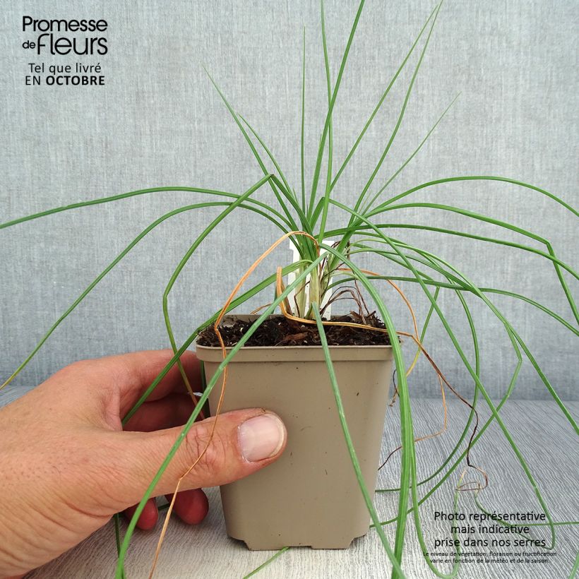 Spécimen de Asphodeline liburnica - Bâton de Jacob Godet de 8/9 cm tel que livré en automne