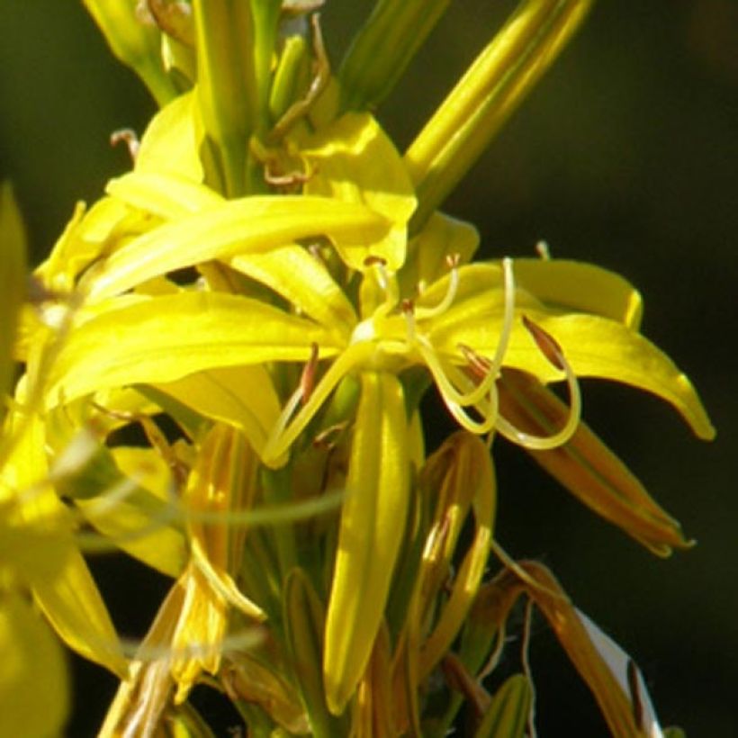 Asphodeline lutea (Floração)