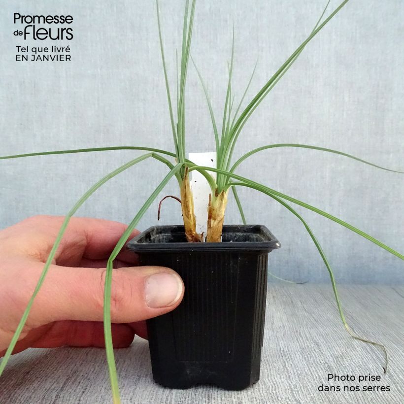 Spécimen de Asphodeline lutea - Bâton de Jacob Godet de 7/8 cm tel que livré en hiver