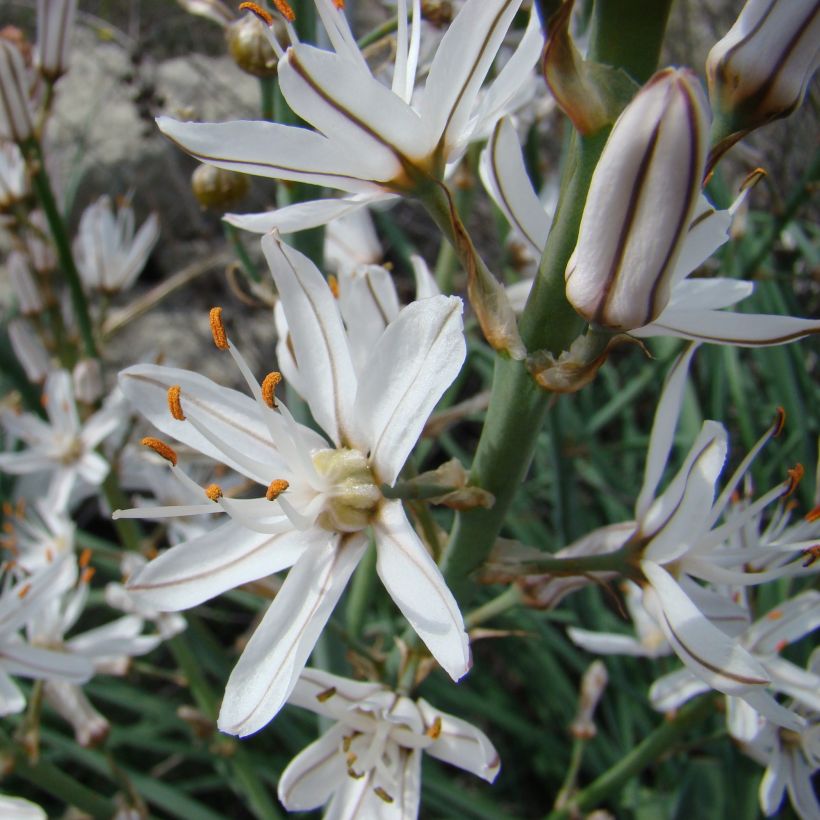 Asphodelus albus (Floração)