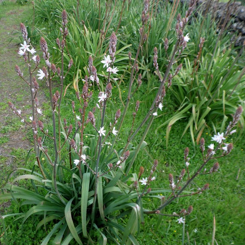 Asphodelus ramosus (Hábito)