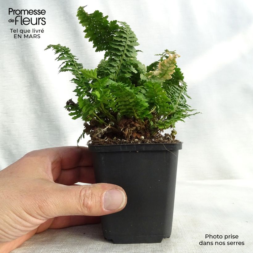 Spécimen de Aspidie à cils raides Congestum - Polystichum setiferum Godet de 8/9 cm tel que livré au printemps