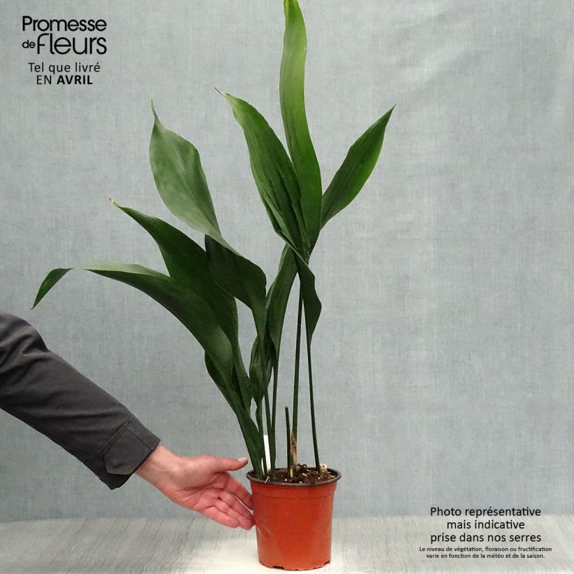 Spécimen de Aspidistra elatior - Aspidistre élevée Pot de 2L/3L tel que livré en hiver
