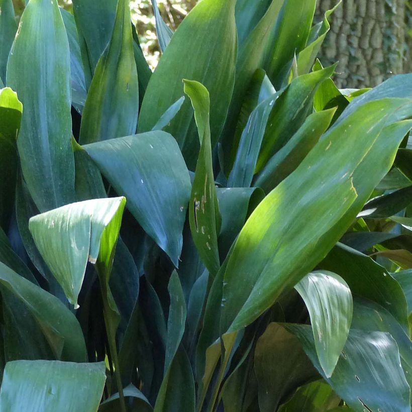 Aspidistra elatior (Folhagem)
