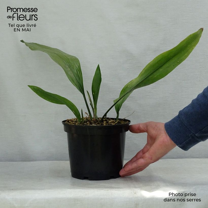 Spécimen de Aspidistra elatior - Aspidistre élevée Pot de 2L/3L tel que livré au printemps