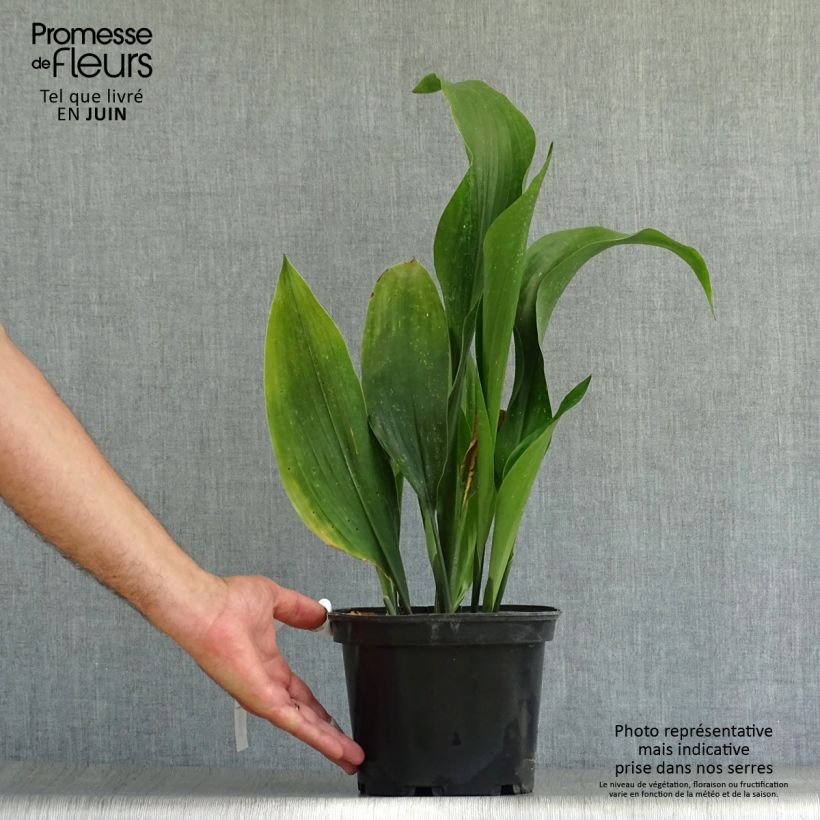 Spécimen de Aspidistra elatior - Aspidistre élevée Pot de 2L/3L tel que livré en été