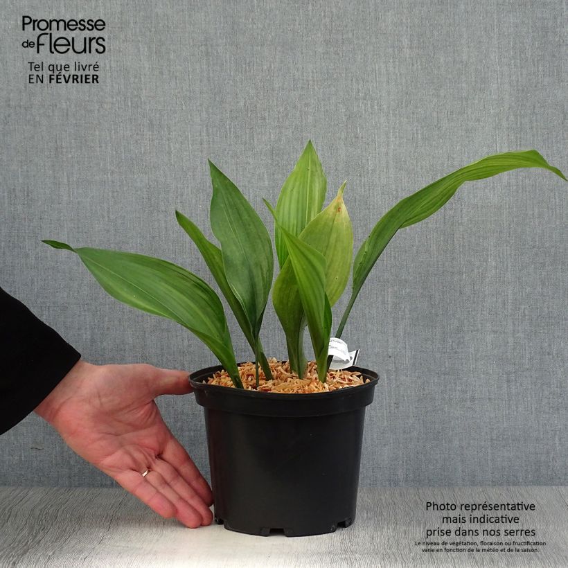 Spécimen de Aspidistra elatior Zebra - Aspidistre élevée Pot de 2L/3L tel que livré en hiver