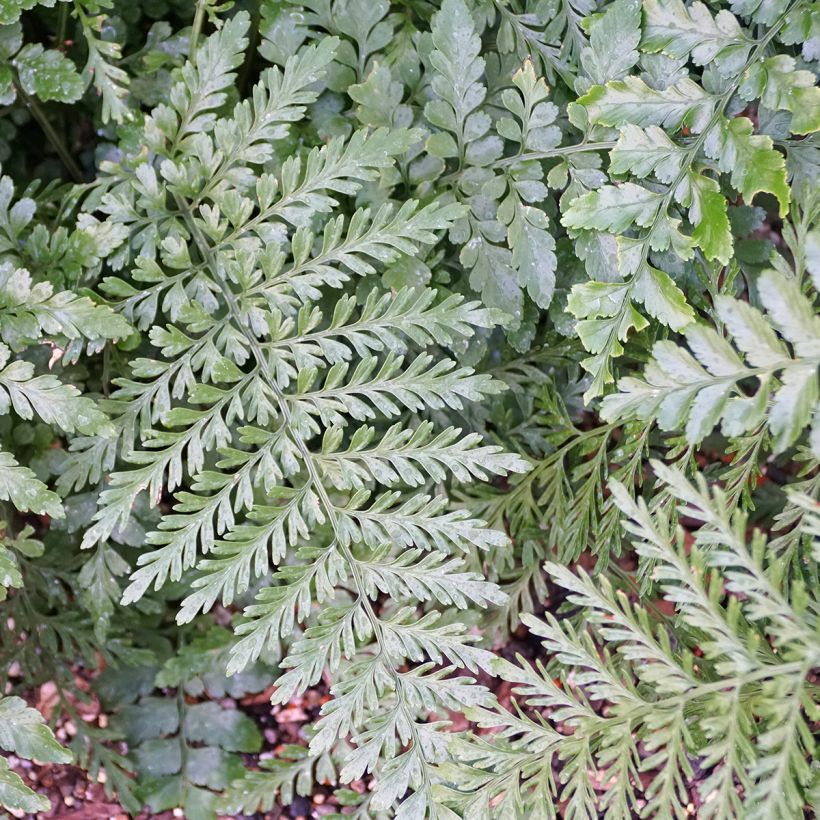 Asplenium Parvati - Fougère (Feuillage)