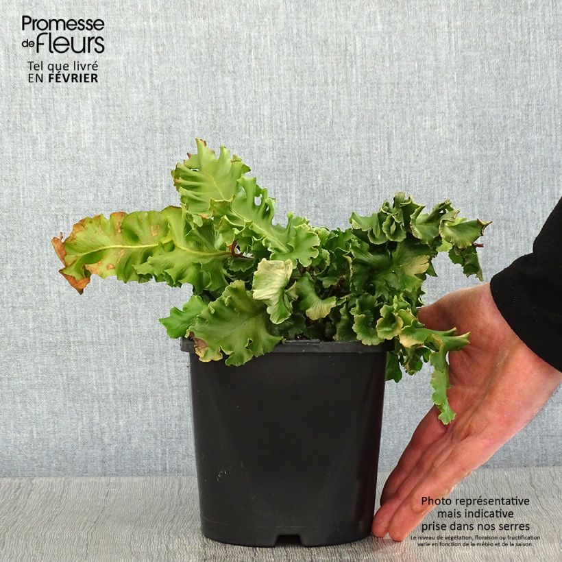 Spécimen de Asplenium scolopendrium Bolton’s Nobile - Fougère scolopendre Pot de 2L/3L tel que livré en hiver