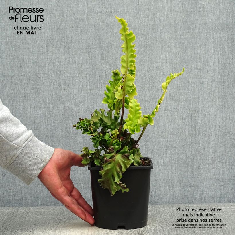 Spécimen de Asplenium scolopendrium Bolton’s Nobile - Fougère scolopendre Pot de 2L/3L tel que livré au printemps