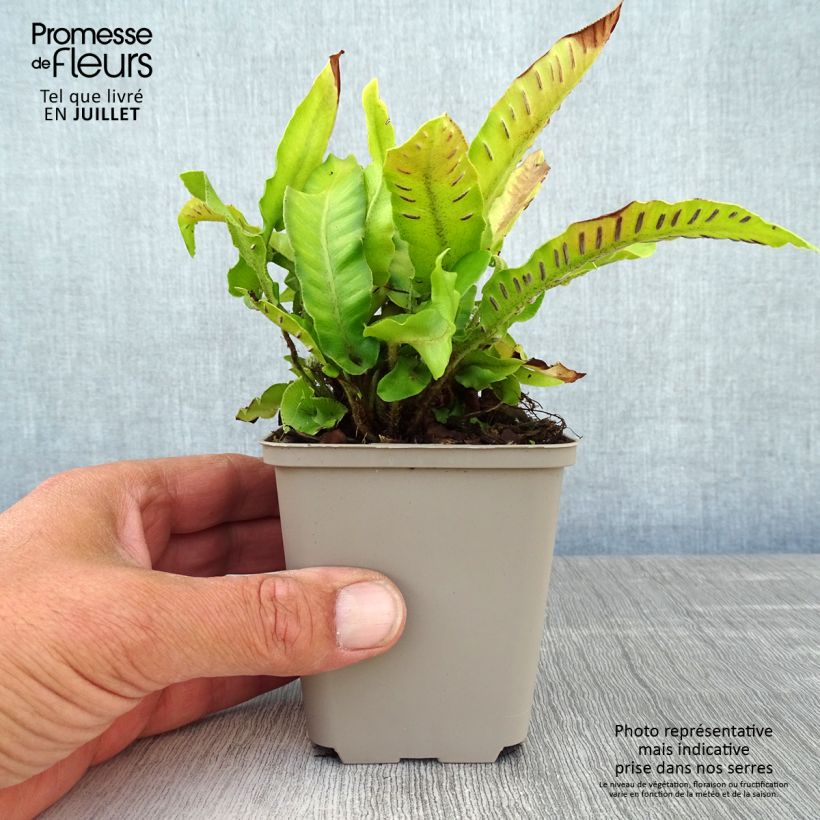 Spécimen de Asplenium scolopendrium Bolton’s Nobile - Fougère scolopendre Godet de 8/9 cm tel que livré en été